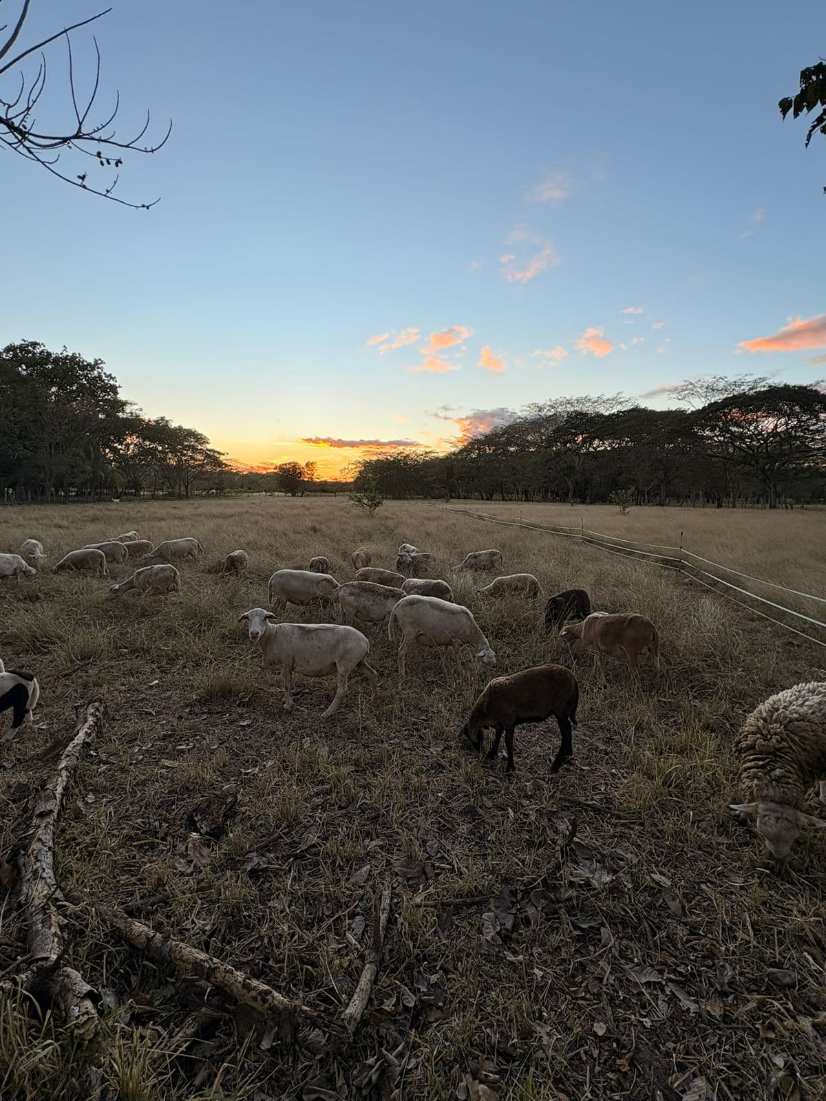 Campo de Rancho Arru