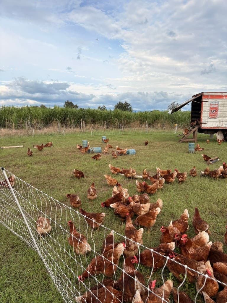 Gallinas de pastoreo Rancho Arru