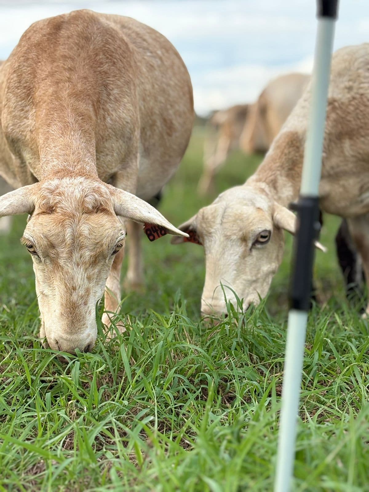 Animales pastando en Rancho Arru